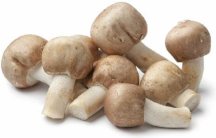 Nấm Agaricus