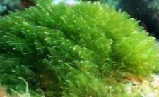 Tảo Spirulina